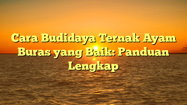 Cara Budidaya Ternak Ayam Buras yang Baik: Panduan Lengkap